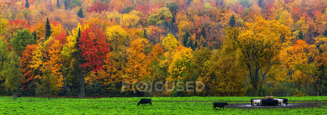 Mucche al pascolo in un campo di erba lussureggiante con vibrante, colorato fogliame autunnale nella foresta; Fulford, Quebec, Canada — Foto stock