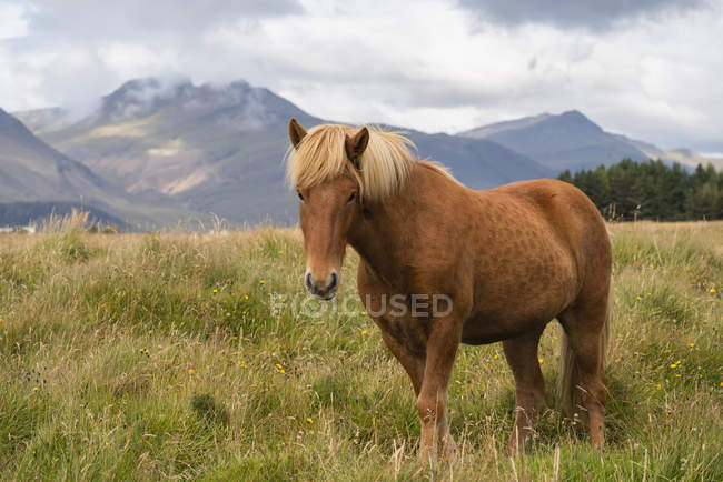 Ісландський кінь в природному пейзажі, Ісландія — стокове фото