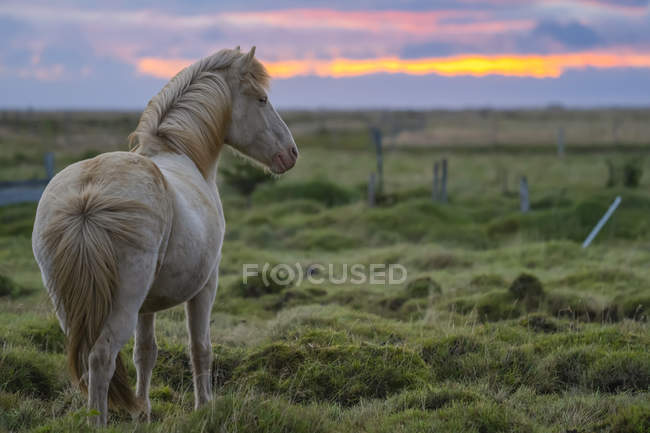 Cavallo islandese nel paesaggio naturale, Islanda — Foto stock