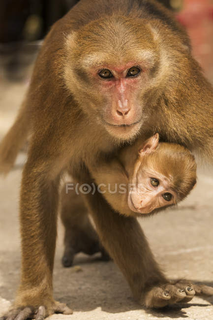 Monos de madre y bebé, Chiang Mai, Tailandia - foto de stock
