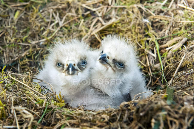 Águias carecas bebê em um ninho, vista close-up — Fotografia de Stock