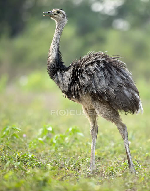 Scenic view of Rhea bird against blurred background — Stock Photo