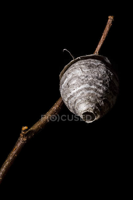 Pequeno ninho de vespas pendurado em um galho em um fundo preto — Fotografia de Stock