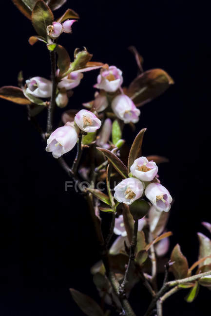 Винтергрин (Pyrola minor) растение с цветами на черном фоне — стоковое фото