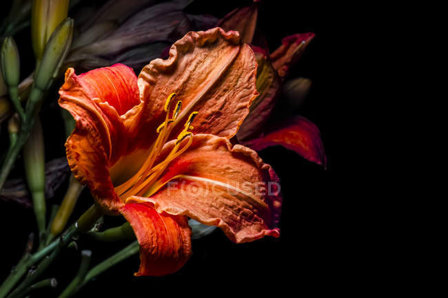 Flores de Wild Daylily (Hemerocallis); Nova Escócia, Canadá — Fotografia de Stock