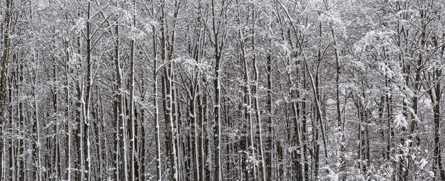 Floresta de árvores cobertas de neve, Sutton, Quebec, Canadá — Fotografia de Stock