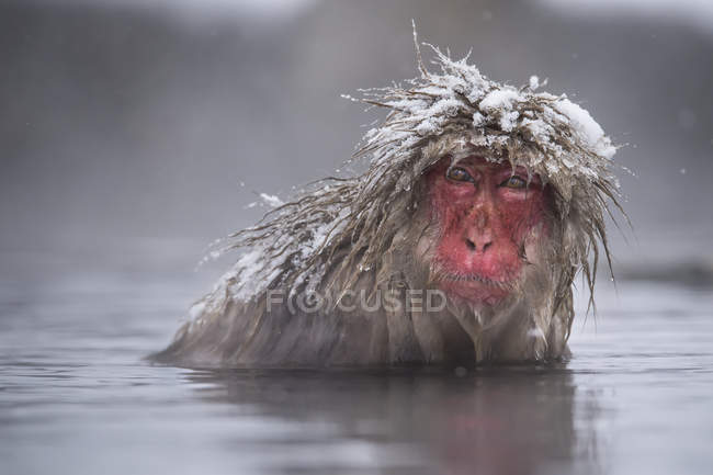 Snow Monkey (Macaca fuscata) Japanese Macaque, in the water with snow on head; Hokkaido, Japan — Stock Photo