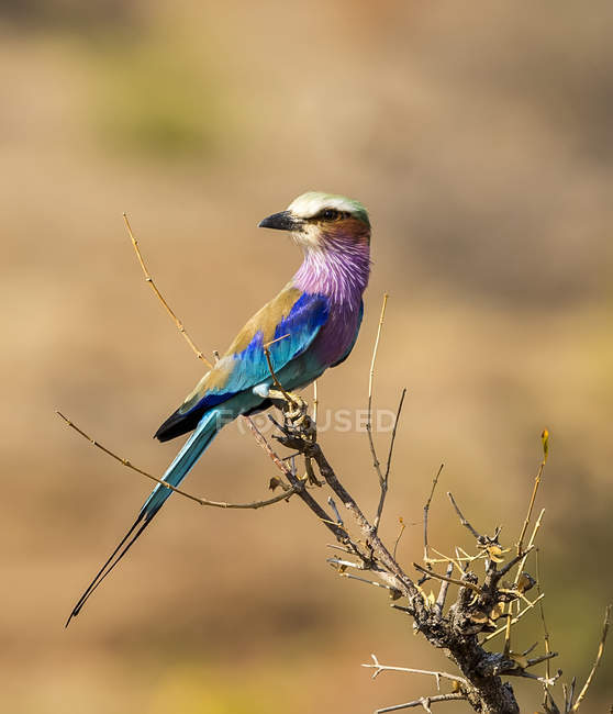 Abeja o ave Meropidae con plumaje colorido encaramado en una rama, África - foto de stock