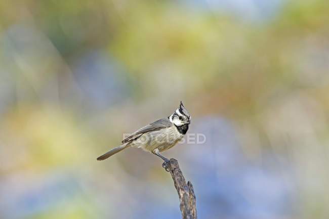 Bridled Titmouse on branch against blurred background — Stock Photo
