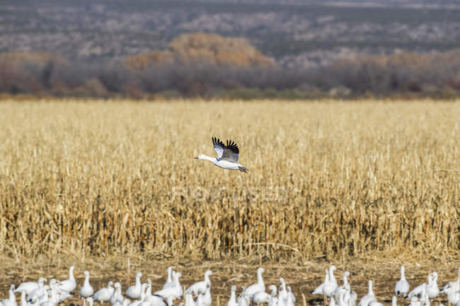 Snow goose flying over a field, Bosque del Apache National Wildlife Refuge, New Mexico, United States of America — Stock Photo
