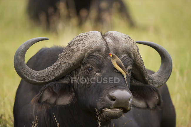 Bufalo d'acqua con un uccello appollaiato sul muso, sfondo sfocato — Foto stock