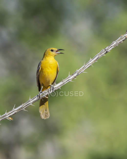 Hooded oriole sitting on branch against blurred background — Stock Photo