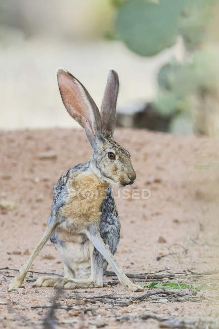 Jack rabbit, Arizona, États-Unis d'Amérique — Photo de stock