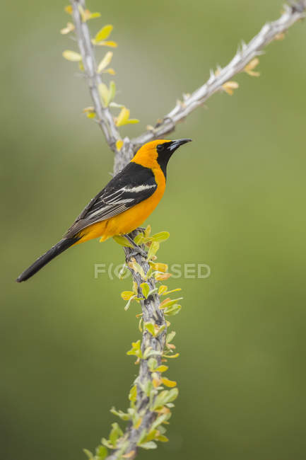 Male Hooded oriole on branch against blurred background — Stock Photo