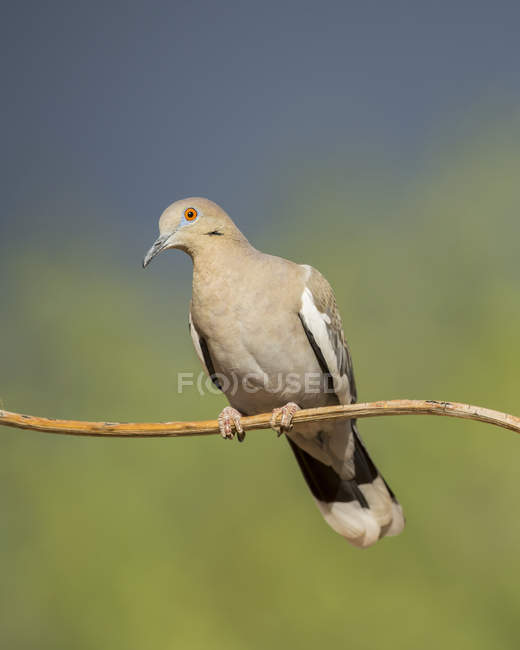 White-winged dove sitting on branch against blurred background — Stock Photo