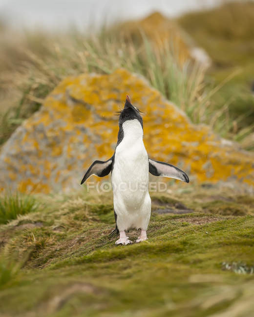 Pinguim Gentoo (Pygoscelis papua) de pé e olhando para o céu com asas para fora; Sea Lion Island, Ilhas Malvinas — Fotografia de Stock