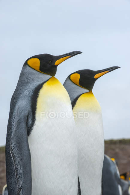 Королівські пінгвіни, які дивляться на блакитне небо — стокове фото