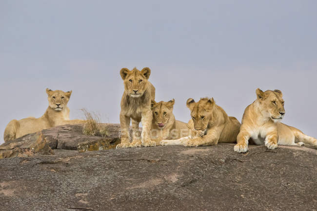 Lionesses laying on a rock, Maasai Mara National Reserve; Kenya — Stock Photo
