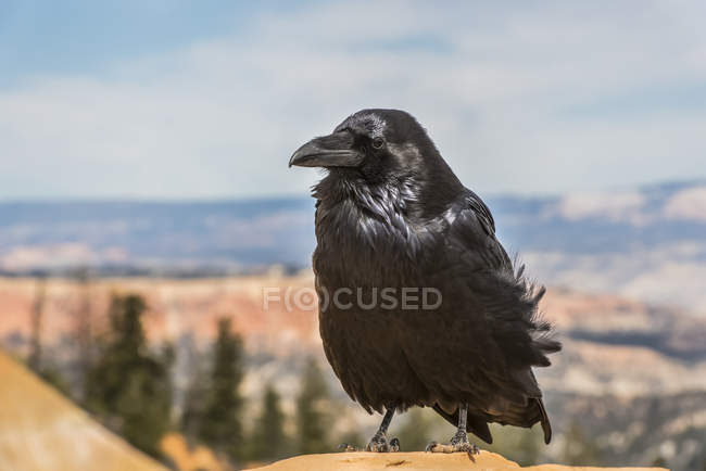 Primer plano de Common Raven contra el paisaje borroso - foto de stock