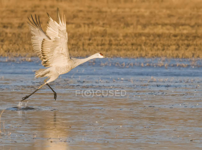 Sandhill Crane (Antigone canadensis) running in shallow water, Bosque de Apache National Wildlife Refuge; New Mexico, United States of America — Stock Photo