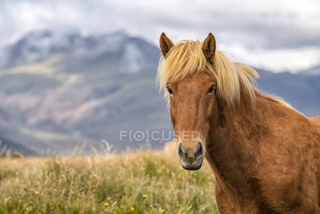 Исландская лошадь в природном ландшафте Исландии — стоковое фото