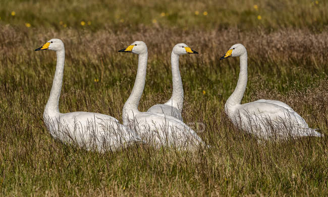 Cisnes de Tundra en hierba larga al aire libre - foto de stock