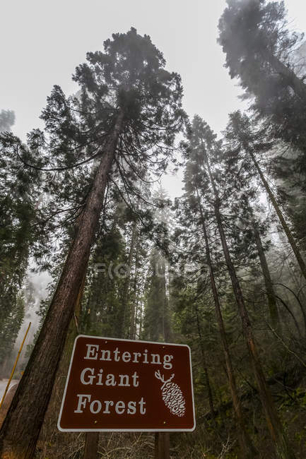 Ingresso al Parco Nazionale della Foresta Gigante di Sequoia; Visalia, California, Stati Uniti d'America — Foto stock