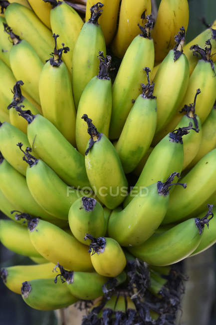 Grappe de bananes poussant sur un arbre ; Grande Canarie, îles Canaries, Espagne — Photo de stock
