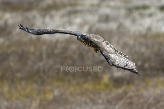 Falcão de cauda vermelha em voo, Howard Prairie Lake; Ashland, Oregon, Estados Unidos da América — Fotografia de Stock