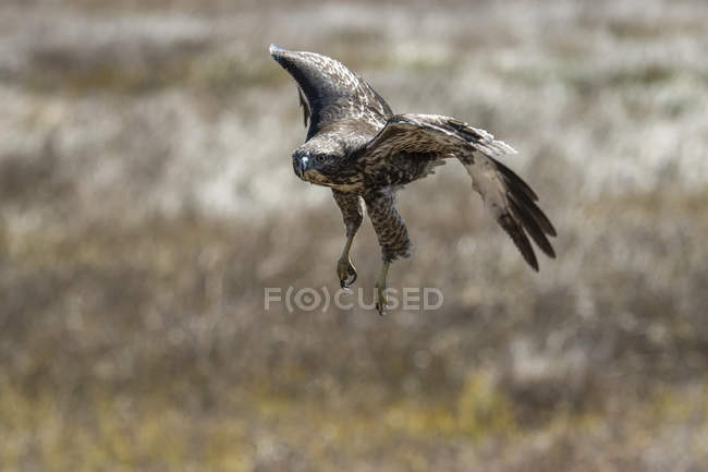 Falco dalla coda rossa o Buteo jamaicensis in volo, Howard Prairie Lake, Ashland, Oregon, Stati Uniti d'America — Foto stock