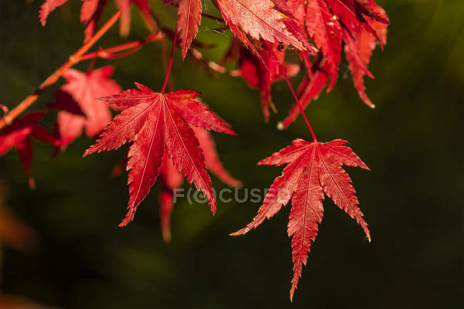 Червоний японський клен виходить восени; Орегон, США — стокове фото