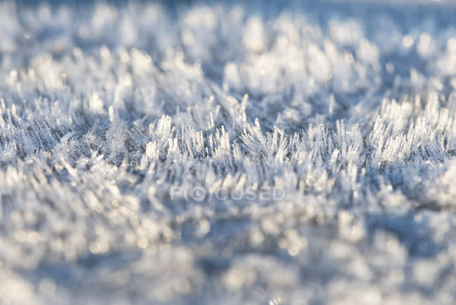 Detail der Textur und des Musters des Reifrosts an einem kühlen Morgen, Gig Harbor, Washington, Vereinigte Staaten von Amerika — Stockfoto