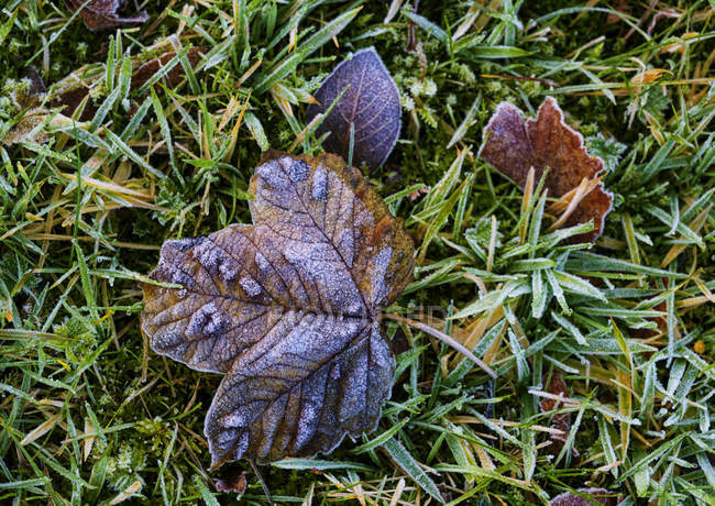 Frosty autumn coloured leaves on the grass; Northumberland, England — Stock Photo