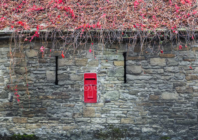 Roter englischer Briefkasten in einer Steinmauer, umgeben von herbstfarbenen Blättern; nieselt Rand, County Durham, England — Stockfoto