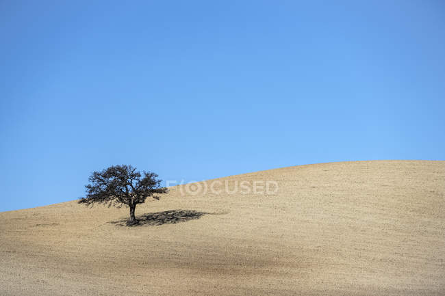 Árvore isolada em campo arado com céu azul brilhante; Campillos, Málaga, Andaluzia, Espanha — Fotografia de Stock