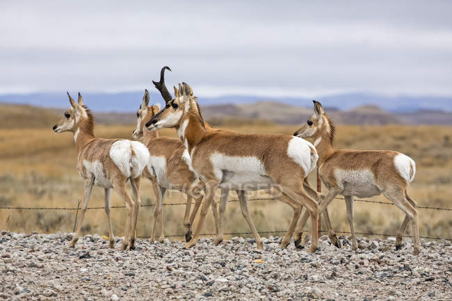 Wild beautiful pronghorns at natural habitat in North America — Stock Photo