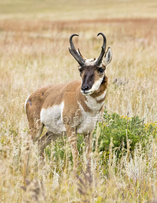 Wild beautiful pronghorn at natural habitat in North America — Stock Photo