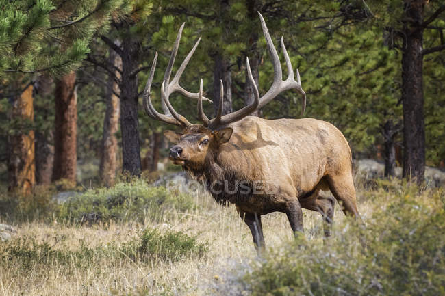 Scenic shot of Bull Elk in natural habitat — Stock Photo