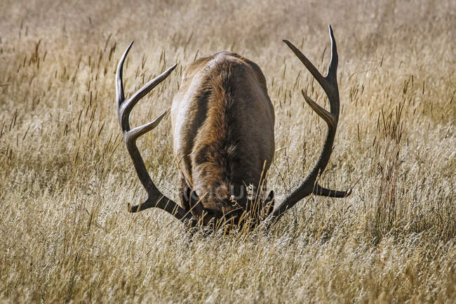 Живописный снимок лося быка в естественной среде обитания — стоковое фото