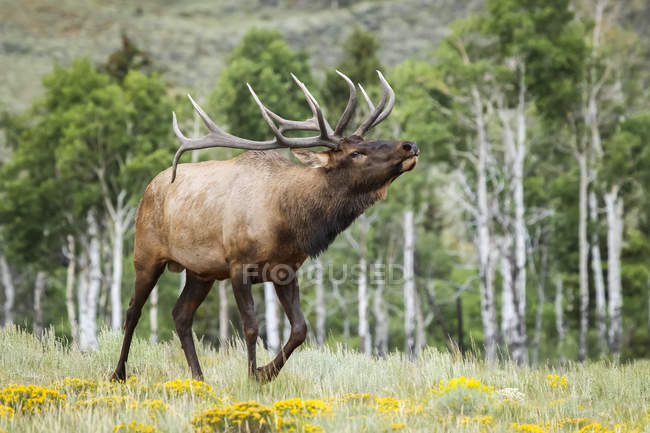 Живописный снимок лося быка в естественной среде обитания — стоковое фото