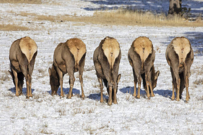 Prise de vue panoramique des élans taureaux dans l'habitat naturel — Photo de stock