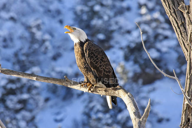 American Bald Eagle appollaiato su un ramo d'albero chiamando — Foto stock
