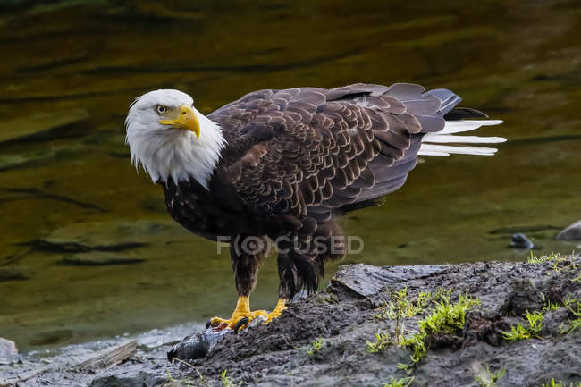 American Bald Eagle standing on the shore at the water edge — Stock Photo