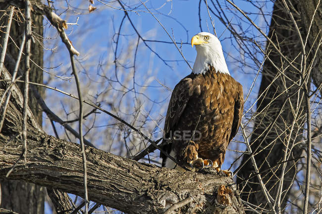 Американський лисий орел сидів на гілці дерева — стокове фото
