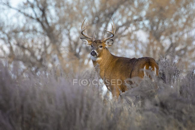 Majestic White-tailed Deer at wild nature standing i grass — Stock Photo
