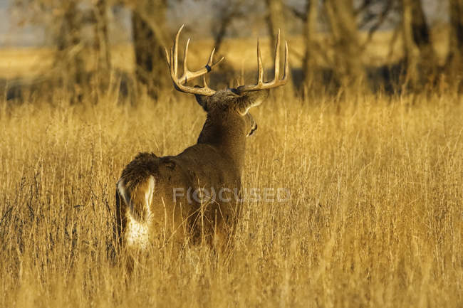 Величний білохвіст оленя на диких природі стоячи i трава — стокове фото