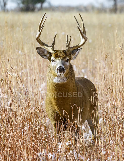 Majestueux cerf de Virginie à la nature sauvage debout i herbe — Photo de stock