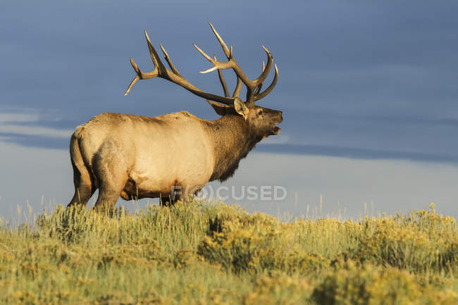 Cena de Bull Elk em habitat natural — Fotografia de Stock