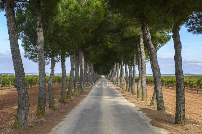 Lange, gerade Landstraße, gesäumt von Bäumen, die sich in die Ferne erstrecken, mit Weinbergen auf beiden Seiten; villarrobledo, Provinz Albacete, Spanien — Stockfoto