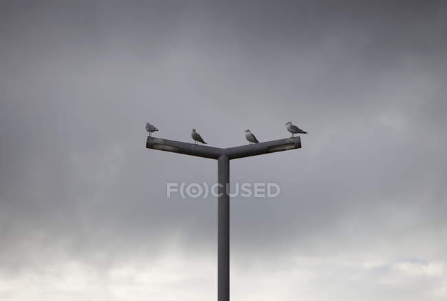 Quatro gaivotas em uma fileira de pé em um poste de luz de rua — Fotografia de Stock